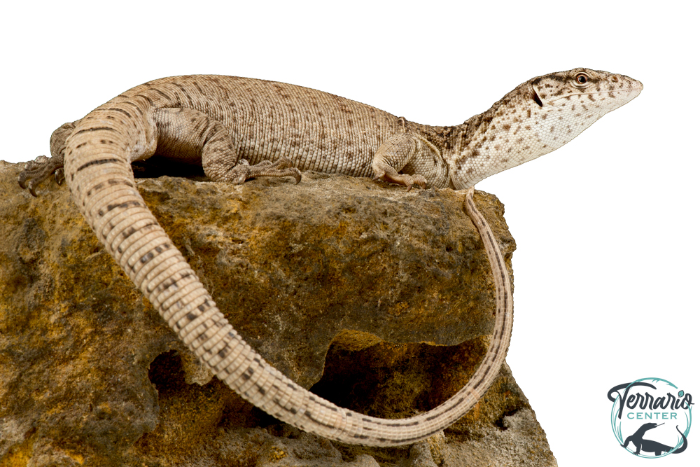 Varanus Gilleni - Varan de Gillen