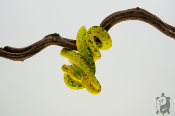 Morelia viridis Biak - Python vert arboricole - Mâle 250228500107659
