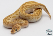 Python royal - Python regius Lesser Clown
