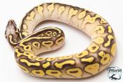 Python royal - Python regius Super Pastel Butter
