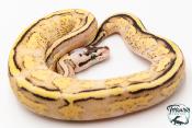 Python royal - Python regius Super Stripe Pastel