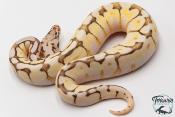 Python royal - Python regius Queen Bee