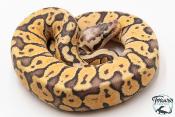 Python royal - Python regius Super Pastel Yellow Belly