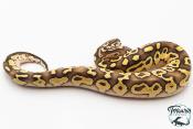 Python royal - Python regius Butter Pastel