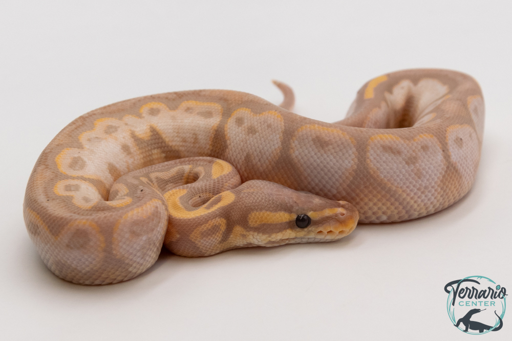Python royal - Python regius Banana Sugar