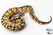 Python royal - Python regius Super Pastel