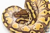 Python royal - Python regius Butter