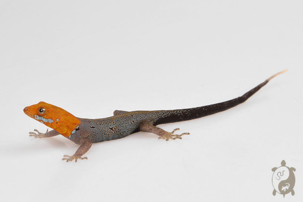 Gonatodes albogularis fuscus - Gecko à tête jaune - mâle