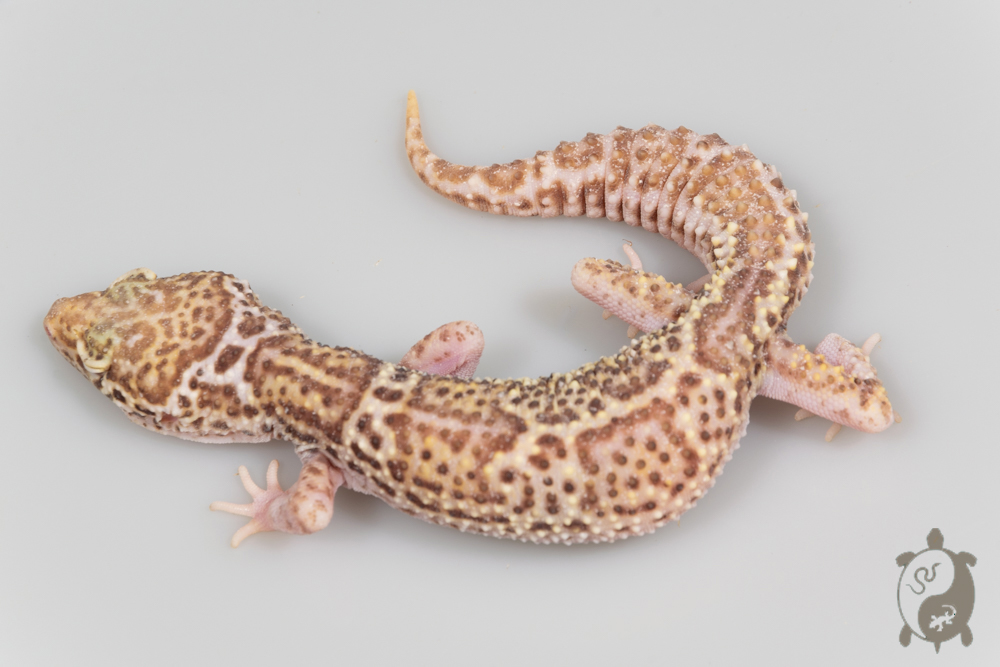 AG08 - Gecko Léopard - Eublepharis Macularius Mack Snow Radar het White Knight - &#9792; - NC 2020