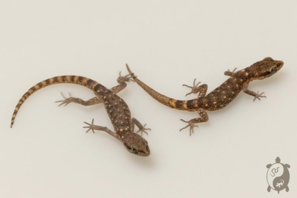 Tropiocolotes steudneri - Gecko nain du désert