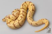 Python royal - Python regius Banana Bumblebee Leopard Enchi poss Yellow Belly