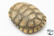 Pelomedusa subrufa – Péloméduse roussâtre - 04