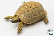 Tortue d'Hermann - Testudo hermanni boettgeri Yellow 18-20cm