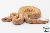 Python royal - Python regius Banana Pastel