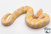 Python royal - Python regius Albinos