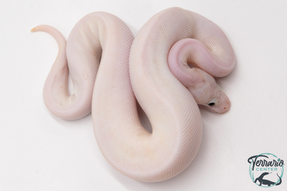 Python royal - Python regius Ivory Bumblebee