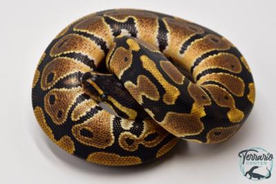 Python royal - Python regius Classique