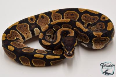 Python royal - Python regius Classique