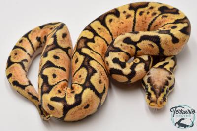 Python royal - Python regius Woma Pastel Yellow Belly