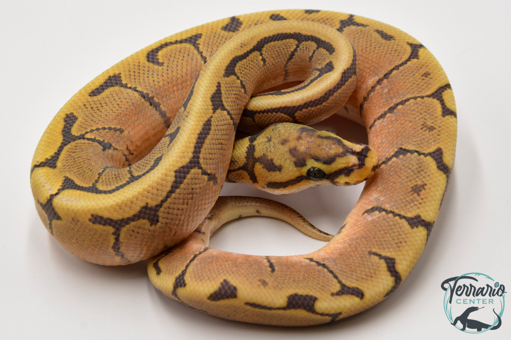 Python royal - Python Regius Spider Hypo