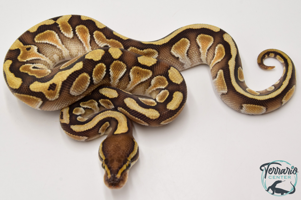Python royal - Python regius Butter