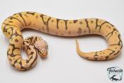 Python royal - Python regius Killer Bee