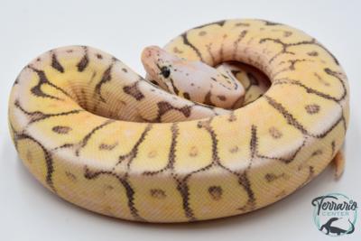 Python regius Killer Bee Yellow Belly