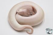 Python royal - Python regius Super Mojave