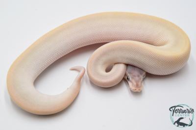 Python royal - Python regius Super Mojave