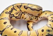 Python royal - Python regius Clown Pastel