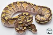 Python royal - Python regius Butter