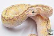 Python royal - Python regius Emperor Pinstripe 