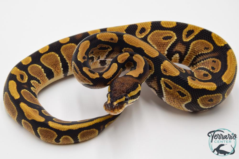 Python regius Classique 100% het pied