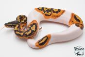 Python Royal - Python regius Piebald
