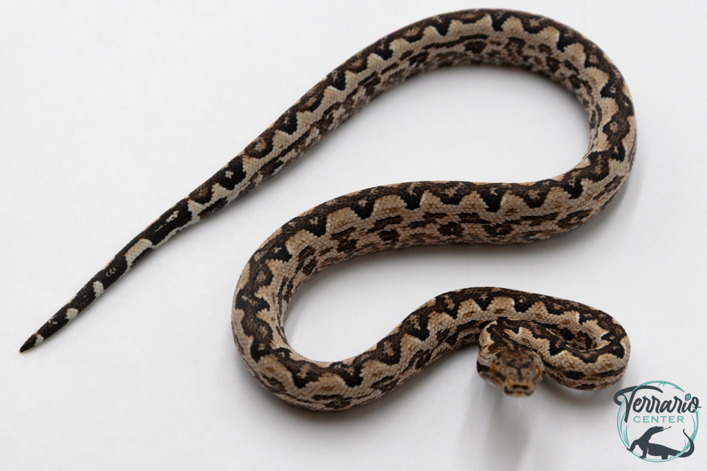 Candoia paulsoni "Santa Isabel" -  Boa fouisseur des Îles Salomon