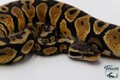 Python royal - Python regius Pastel Yellow Belly