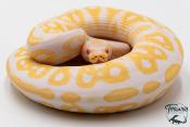 Python royal - Python regius Albinos Black Pastel