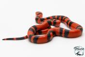 Lampropeltis triangulum hondurensis -  Faux-corail du Honduras - Super Tangerine - NC 2025