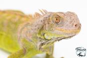 Iguana iguana - Iguane Vert juvénile (vert, lime green, rouge ou bleu)