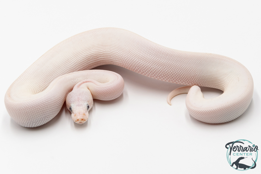 Python Royal - Python regius Leucistic