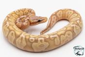 Python royal - Python regius Banana Pastel GHI 