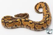 Python royal - Python regius Leopard Enchi Hypo 