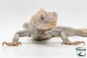 Iguana iguana - Iguane Vert juvénile - Nova