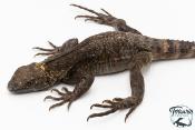 Ctenosaura pectinata -  Cténosaure du Guerrero - Blue