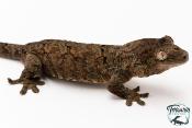 Mniarogekko chahoua - Gecko mousse - Grande Terre - NC 2025 - Mâle 04