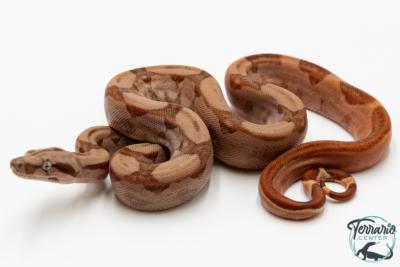 Boa constricteur - Boa imperator Hypo Jungle het BLOOD KAHL