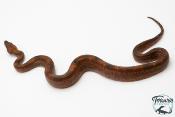 Boa constricteur - Boa imperator Leopard Mandarine Belly 