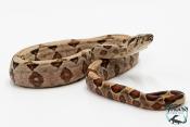 Boa constricteur - Boa imperator Amber