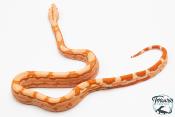 Boa constricteur - Boa imperator Arabesque Junglow Kahl 