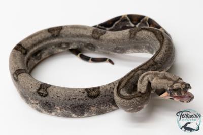 Boa constricteur - Boa imperator Jungle 